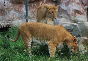 CHRONIQUE LION MALE AVEC TIGRESSE LIGRON