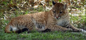 CHRONIQUE OCEMA Ocelot mâle avec puma femelle