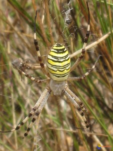 VIERGE ANIMAUX araignee-visoflora-5812